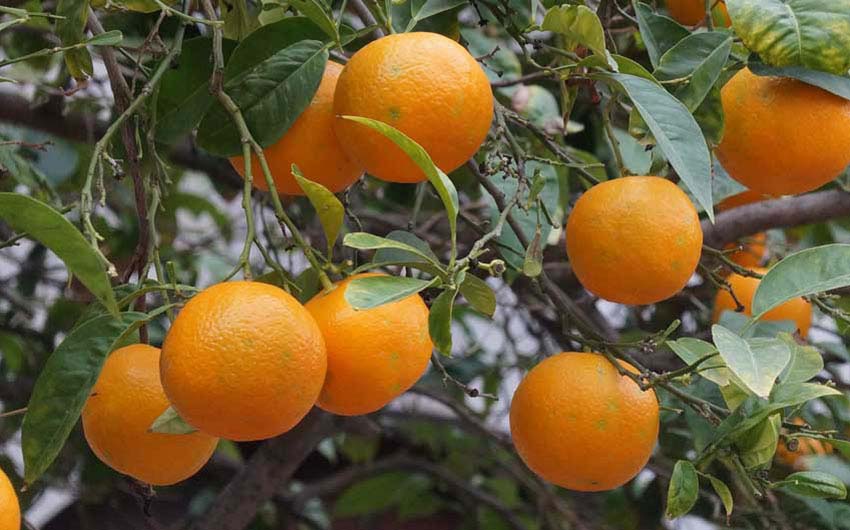 Mallorca Oranges with The Little Voyager