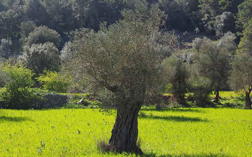 Olive Trees in Mallorca with The Little Voyager