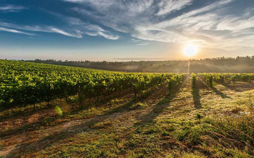 vineyards and sunset