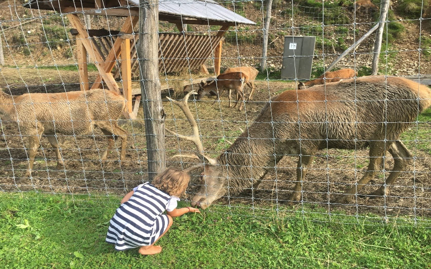 Girl feeding deer at Forsthofgut