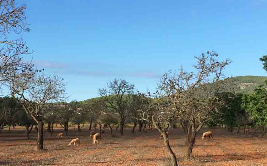 Ibiza Sheep with The Little Voyager