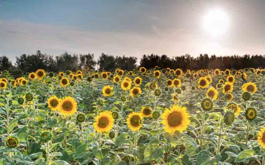 Sani Sunflowers in Halkidiki with The Little Voyager