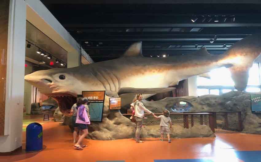 The Museum's Shark with The Little Voyager