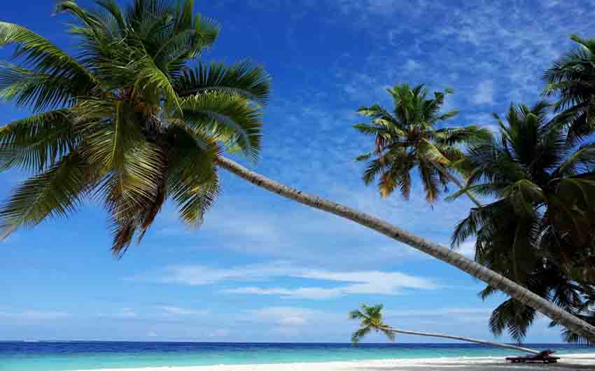 Maldives Palm Trees with The Little Voyager