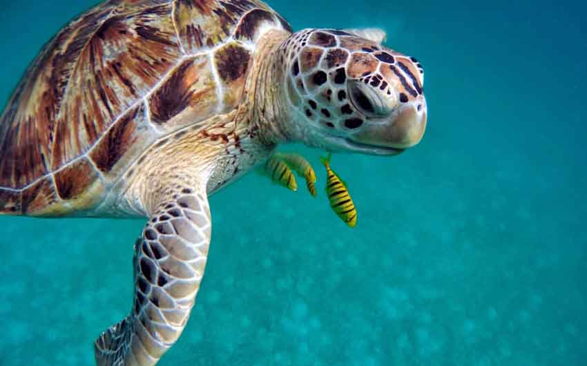 Maldives Turtle with The Little Voyager