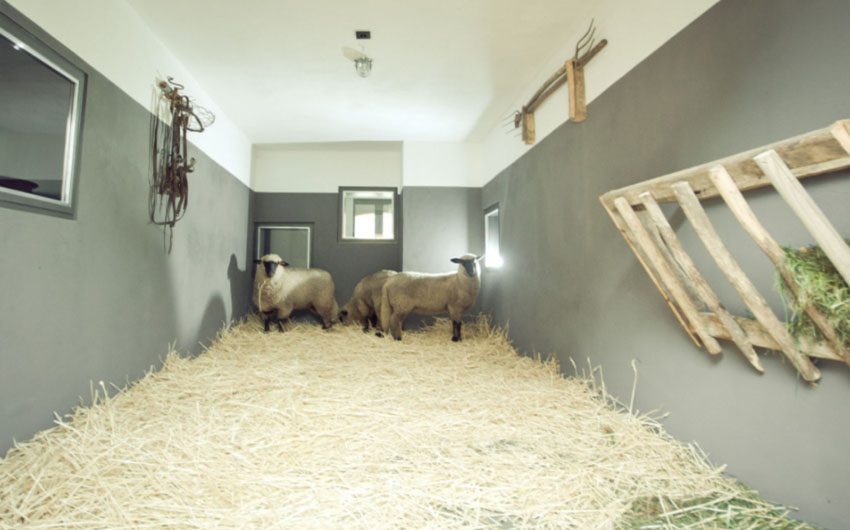 German Farmhouse Sheep Herd with The Little Voyager