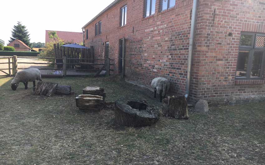 German Farmhouse Sheep with The Little Voyager