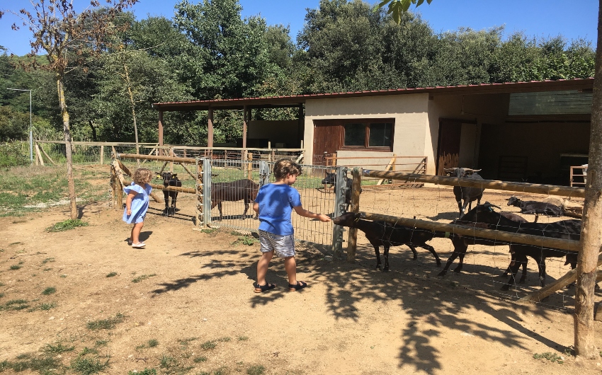 Kids feeding animals at Mas Salagros