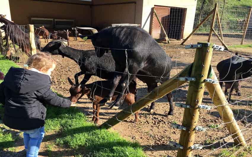 Maresme Goats with The Little Voyager