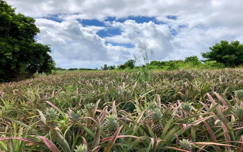 Mauritius Resorts Pineapple Fields with The Little Voyager