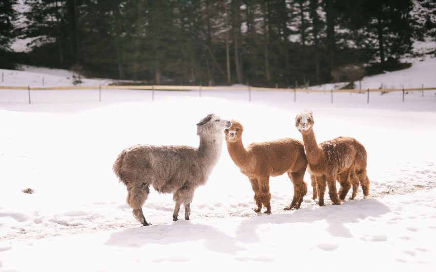 Salzburger Land Lamas with The Little Voyager