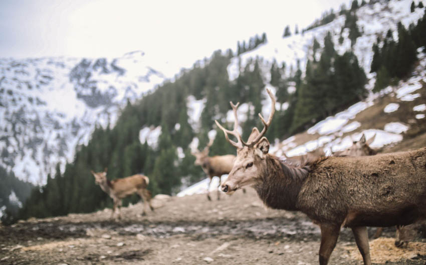 Salzburger Land Reindeer with The Little Voyager