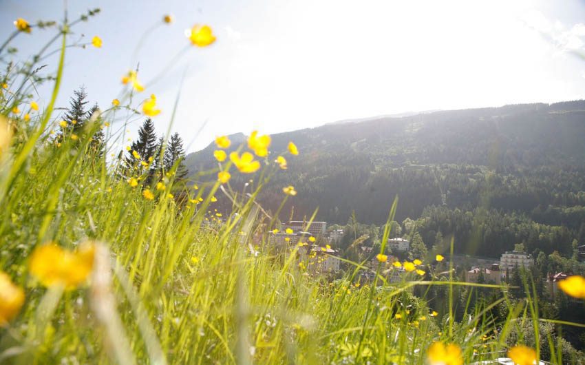 Salzburger Land Summer Flowers with The Little Voyager