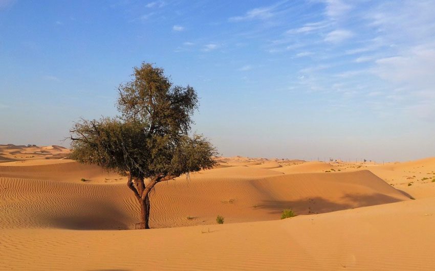 Explore the Dessert near Abu Dhabi with The Little Voyager