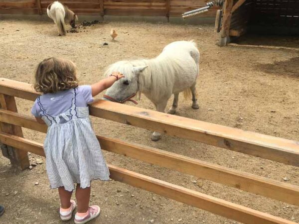 East Tyrol Ponies with The Little Voyager