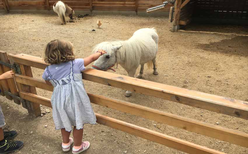 East Tyrol Ponies with The Little Voyager