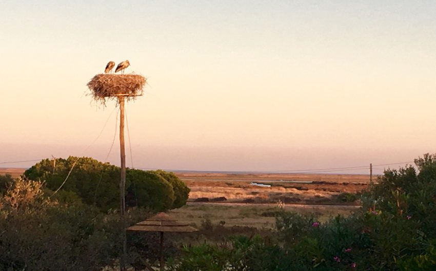 Algarvian Nature Escape storks nesting