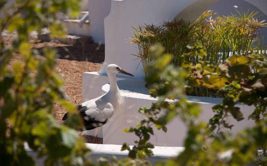 Algarvian Nature Storks with The Little Voyager