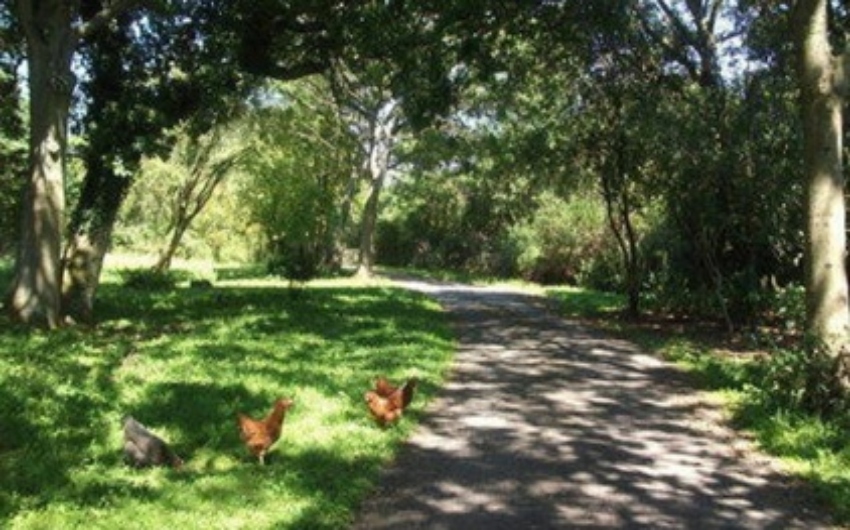 Chickens at the Sussex Cottages