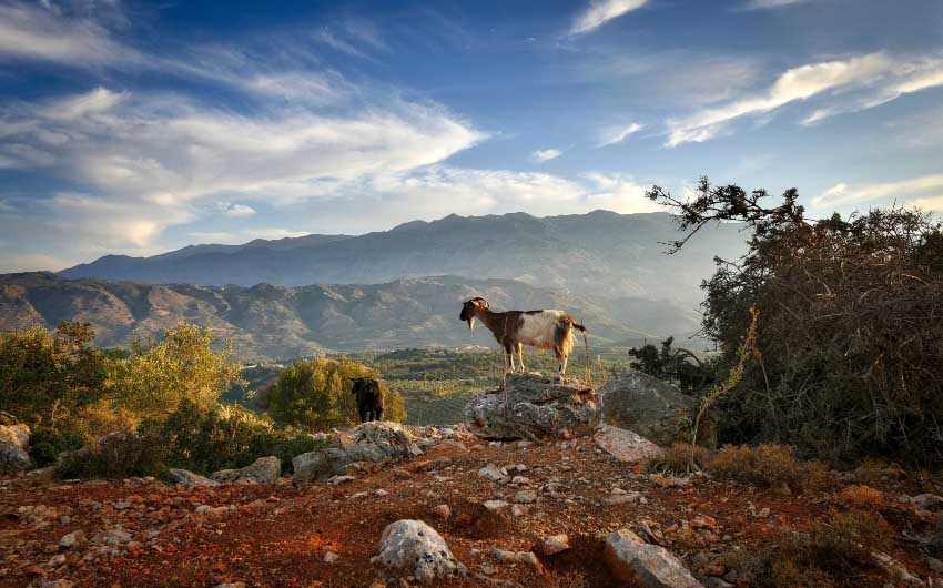 View of Crete's Goats with The Little Voyager