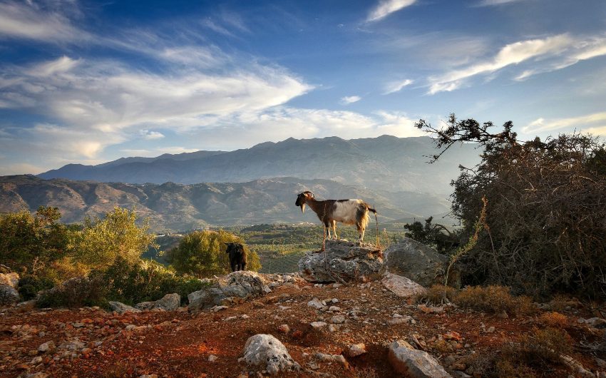 Crete mountain view with goats