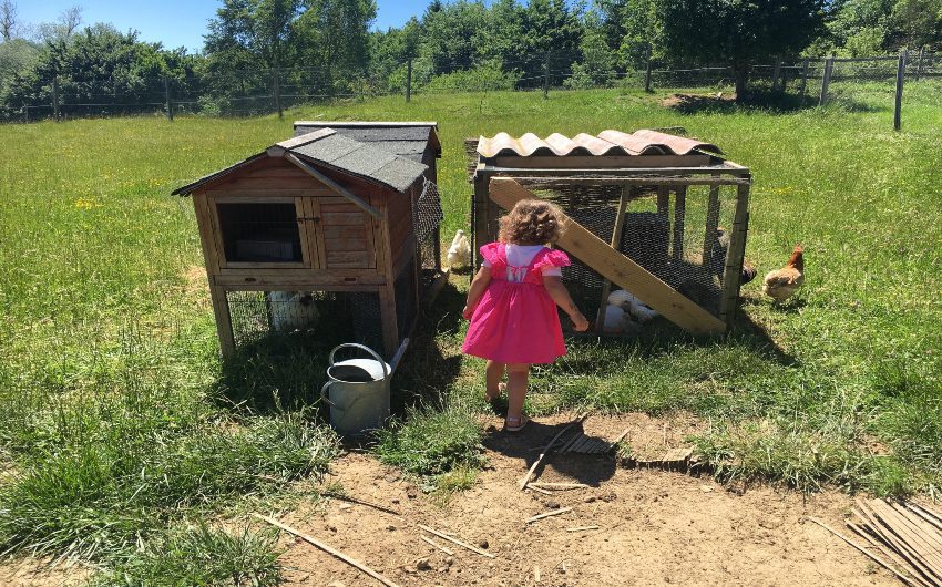 Girl looking at chickens at the French Hamlet