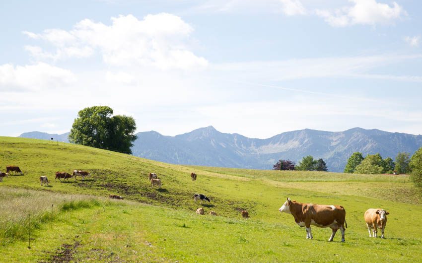 The Bavarian Farm Countryside with The Little Voyager