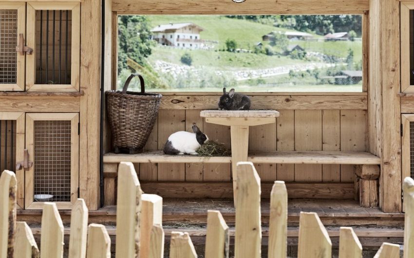 Bunnies at the Austrian Countryside Chalets