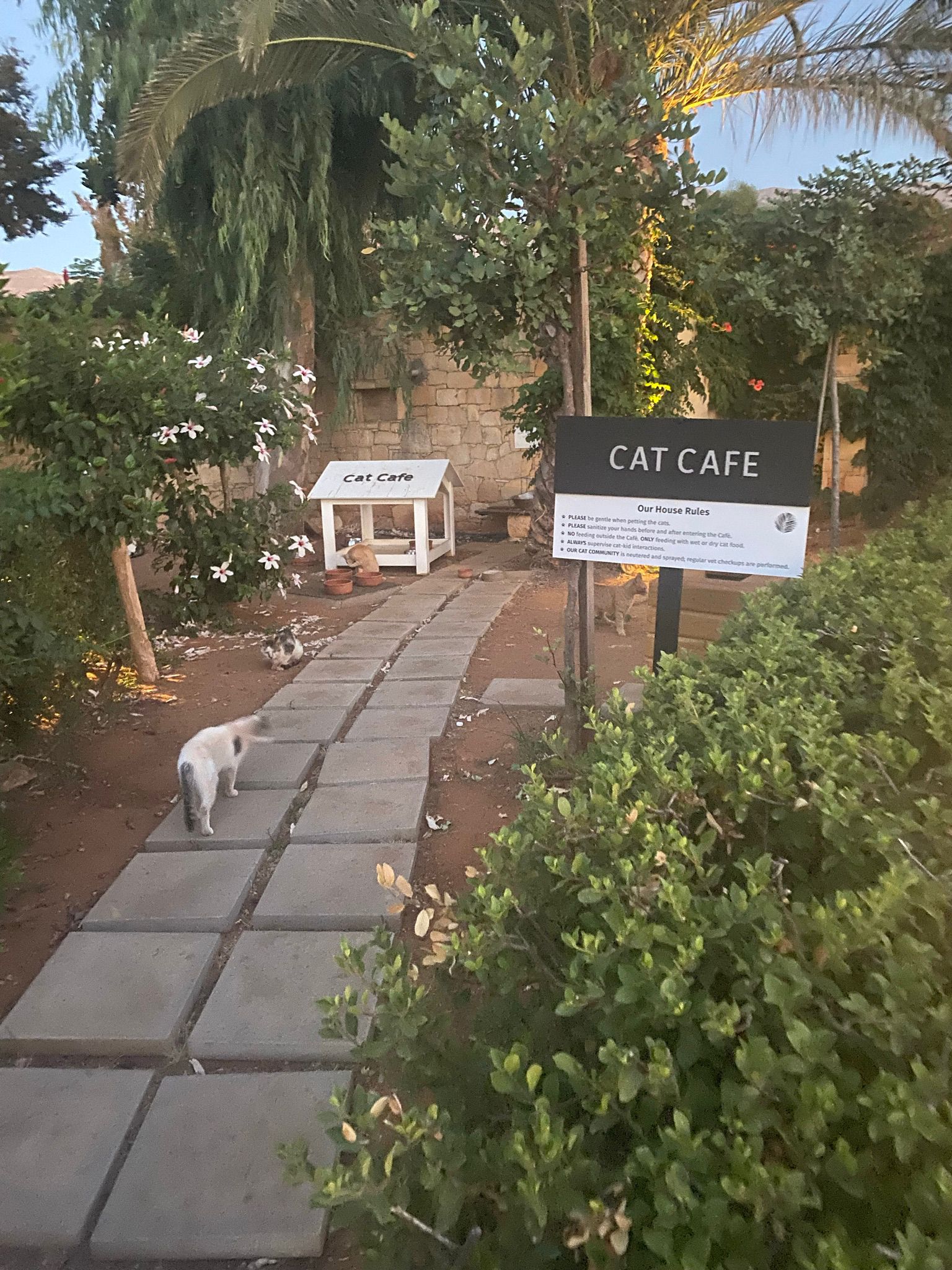 Cat Café at the Cretan Eco Resort