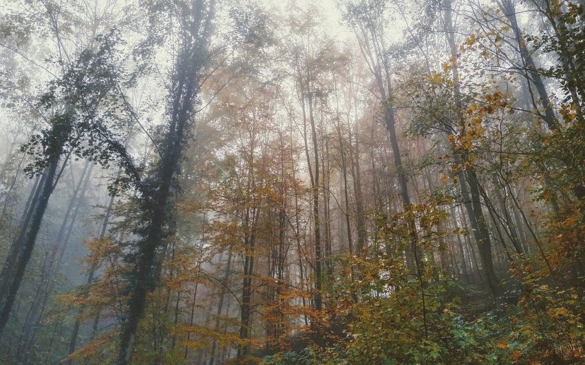 Forest in Hessen