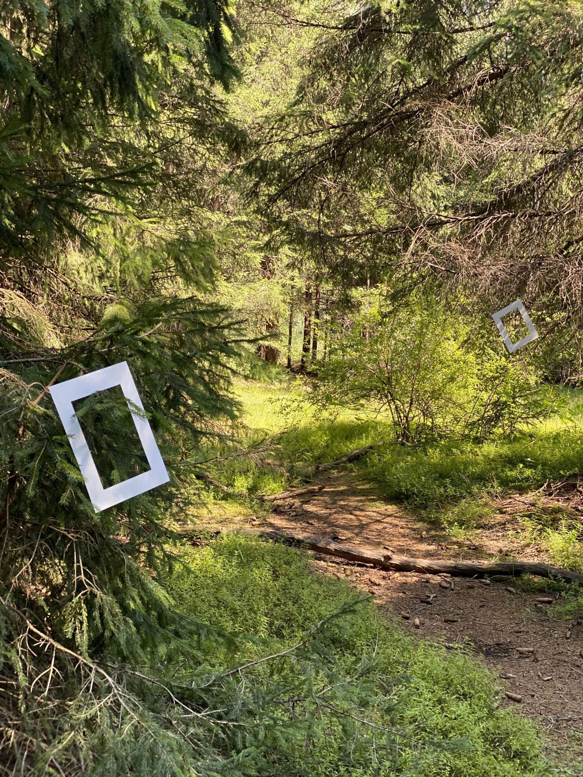 Forest bathing ritual at the South Tyrolean Nature Resort