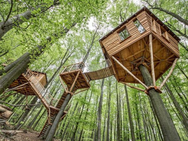 Treehouses seen from below