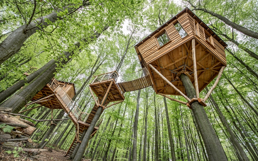 Treehouses seen from below