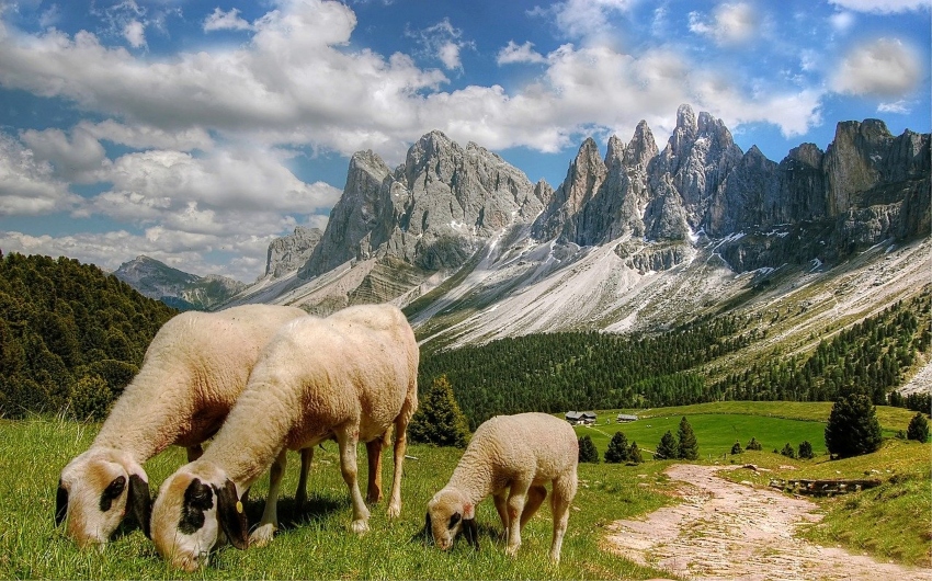 Sheep at the Dolomites