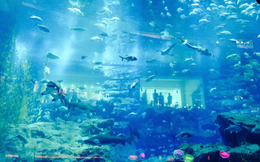 Dubai Aquariium