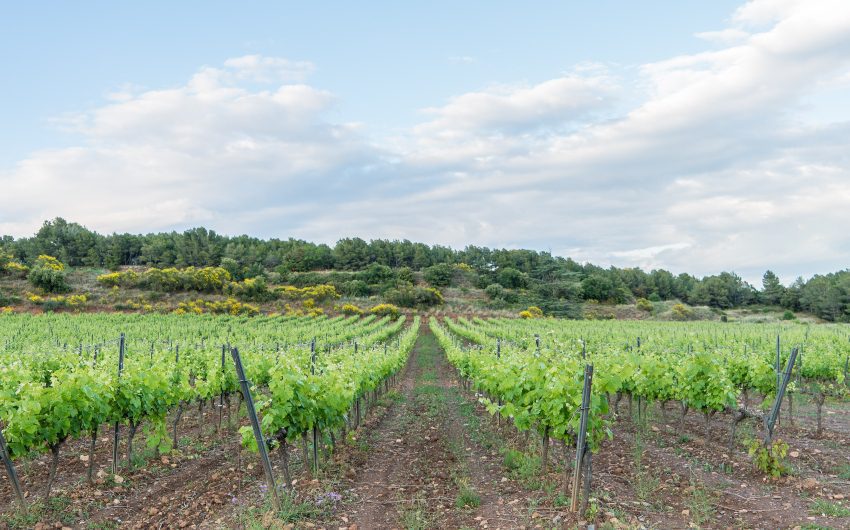 Vines at the Catalan Rustic Hideaway