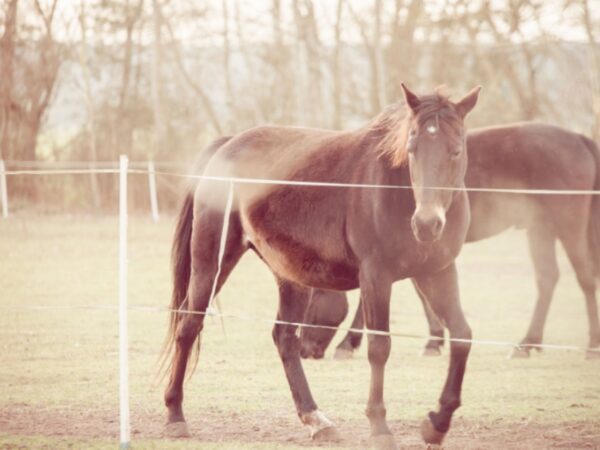 horses at German farmhouse