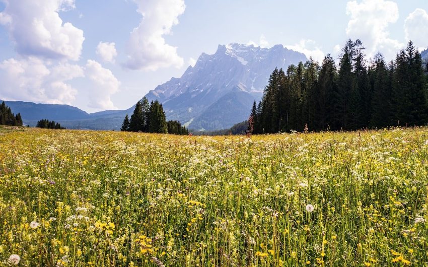meadow of flowers in the Austrian Alps