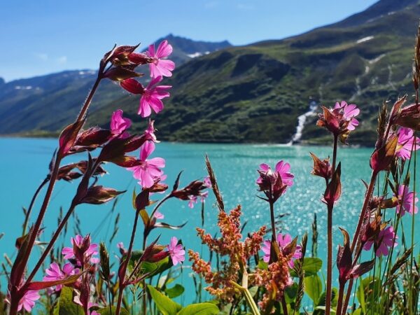 Landscape with lake and flowers in Austria