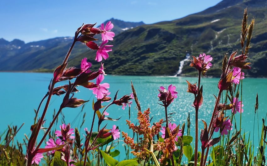 Landscape with lake and flowers in Austria
