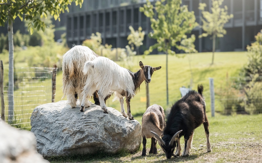 Goats at AKI Family Resort PLOSE