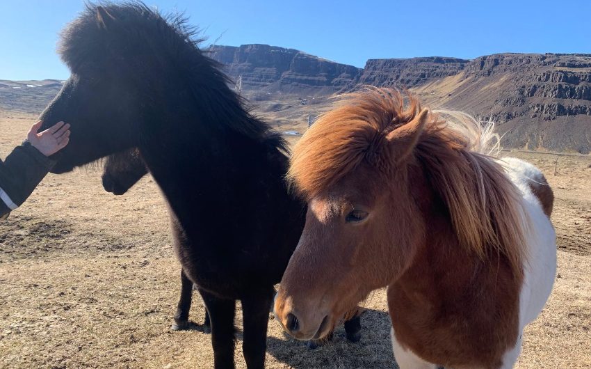 patting two horses on a family holiday in Iceland